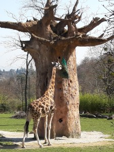 die Giraffe