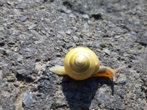 die Schnecke