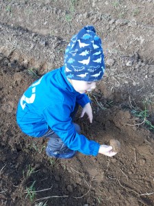 mein Sohn bei bei der Kartoffelernte