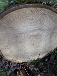 Jahresringe eines Baumes