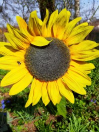 Sonnenblume