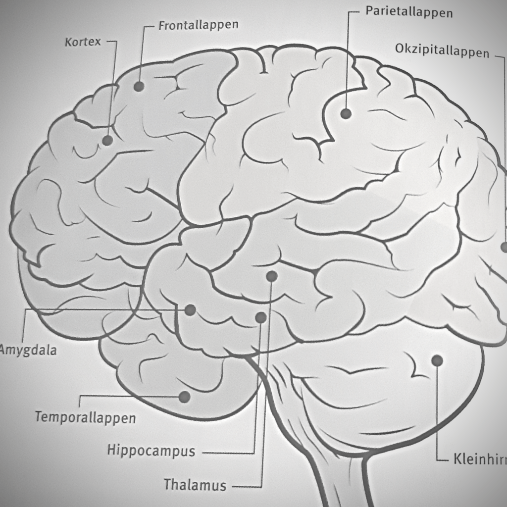 Neuromythos: Sensible Phasen der Gehirnentwicklung