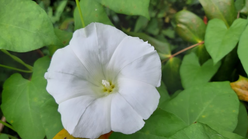 Introvertiert in der Kindheit – Ein Erfahrungsbericht