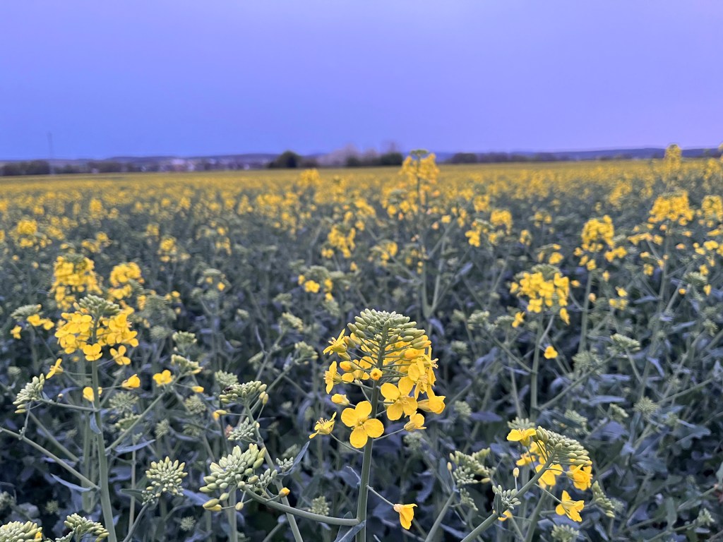 07. April 2024 – Weltgesundheitstag