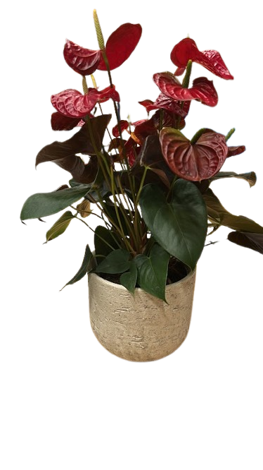 12 von 12 im Dezember 2024: Abschied von meiner Lieblingskollegin