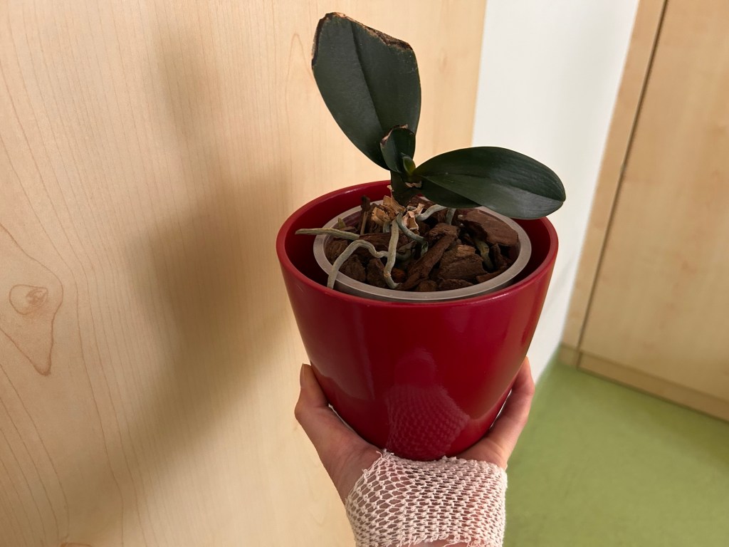 12 von 12 im April 2025: ein Tag im Krankenhaus und eine nicht zu vergessende&nbsp;Liebeserklärung