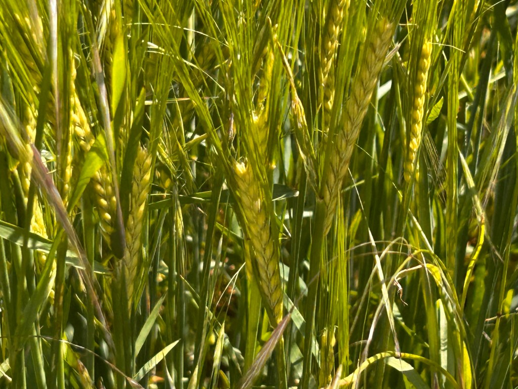 12 von 12 im Juni 2025: Farben und Formen der&nbsp;Natur